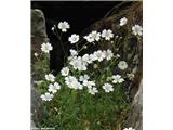Toga smiljka (Cerastium strictum), NP Gran Paradiso, Italija. Tam je poimenovana Cerastium arvense subsp. strictum.