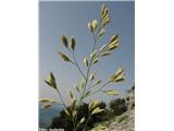 Festuca spectabilis subsp. carniolica