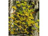 Maklen ali poljski javor (Acer campestre), listje jeseni.