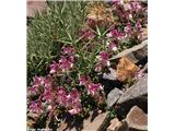 Alpska čeladnica (Scutellaria alpina subsp. alpina)