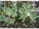Vednozeleni grahovec (Astragalus sempervirens), Monti Sibillini, Italija.