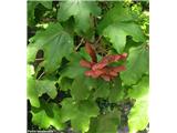 Maklen ali poljski javor (Acer campestre)