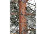 Rdeči bor (Pinus sylvestris), deblo.
