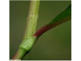 Breskva dresen (Polygonum persicaria), dlakava škornjica jo loči od ščavjelistne dresni.