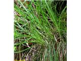 Nizki šaš (Carex humilis)