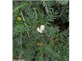 Vednozeleni grahovec (Astragalus sempervirens), Makedonija.