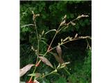Breskva dresen (Polygonum persicaria)