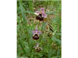 Čmrljeliko mačje uho (Ophrys holosericea), Slovenija.