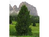 Cemprin (Pinus cembra), Dolomiti, Italija.
