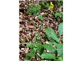 Grozdasta škržolica (Hieracium racemosum)