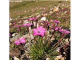 Prezrti klinček (Dianthus pavonius), Col de la Lombarde, FR/IT meja.