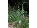 Drobnocvetni lučnik (Verbascum thapsus)