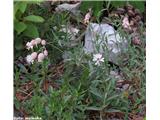 Meliščna pokalica (Silene vulgaris subsp. glareosa), Kamniška roža, Slovenija.