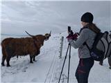 višavsko škotsko govedo