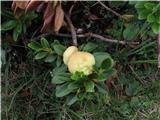 tole je rasl ne grmičevju podobnem rododendronu