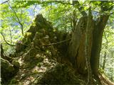 Vrh trikotne vzpetine in značilna pokončna skala ob drevesu