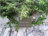 Juniperus alpina