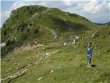 pot proti najvišjemu vrhu Ratitovca gre mimo pašne živine - nekatere je bilo malo strah:)
