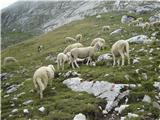 ovce blizu bivaka Nogara