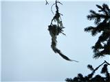 Veliki lišaj Bradovec; uspeva samo v okolju z zelo čistim zrakom