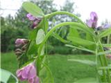 Obplotna grašica (Vicia sepium)