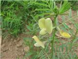 Čičkasti grahovec (Astragalus cicer)