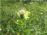 Na travničku pred sotesko kar več predstavnikov osatov.To je mehki osat-Cirsium oleraceum-nebinovke-Astreraceae.