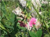 Širokolistni grahor (Lathyrus latifolius)