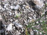 Navadna peščenka (Arenaria serpyllifolia)