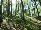 Vitunj - Klek