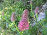 Škrlatnordeča detelja (Trifolium rubens)
