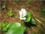 Dvolistna senčnica (Maianthemum bifolium)