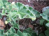 Navadni štrkavec-Ecbalium elaterium.Precej bodeča rastlina katere plod je kot majhna bučka.