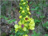 Volnati lučnik (Verbascum alpinum)