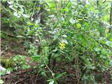 Navadni češmin (Berberis vulgaris)