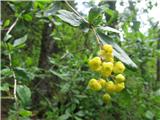 Navadni češmin (Berberis vulgaris)