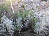 Grint ( spredaj Senecio cineraria-naravno rastišče)
