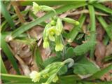 Belopolsteni pomladanski jeglič (Primula veris subsp. columnae)