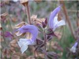 Sedaj pa še par nedoločen za pokušino. Gre za žajbelj-Salvia officinalis.