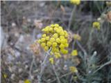 Laški smilj (Helichrysum italicum)