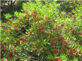 Še plodovi zanimivega grmiča-Sodopernata rujevina -Pistacia lentiscus.