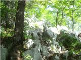 Beli Potok at Frankolovo - Špicasti vrh (Kislica)