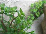 Vrtni mleček (Euphorbia peplus)
