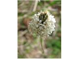Cvet srebrnega trpotca-Plantago argentea.