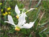 Po celotni Vremščici cvetijo gorske narcice, veliko jih je še v popkih-Narcissus poeticus.