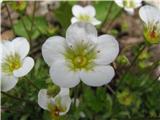 Sedaj pa še samo tri rožce z domačega skalnjaka v Stiški vasi.To je vrtnarski kamnokreči-Saxifraga x arendssii. Ta je bel.