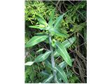 Križnolistni mleček (Euphorbia lathyris)