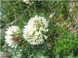 Noriška detelja (Trifolium noricum)