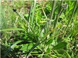 Rušnata škržolica (Hieracium caespitosum)