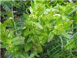 Navadna dremota-Cruciata laevipes-broščnice-Rubiaceae. Gola dremota ima slične cvetove, vendar majhne listke pod cvetovi.